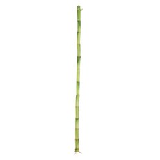 갑조네 개운죽 1p 공기정화식물 수경재배 10cm 20cm 30cm 40cm 50cm 60cm 70cm 80cm 90cm 100cm 수경식물, 1개