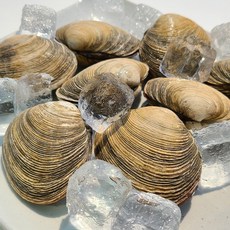 [오늘의바다] 개조개 (대합) 1kg, 1개