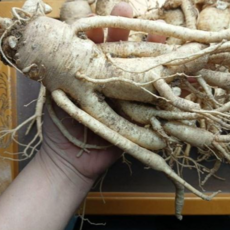 인삼 6년근 인삼 1kg 4-6뿌리 특난발삼 선물하기 좋은 큰 인삼, 1개