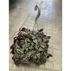 霏霏園藝 鴨跖草吊飾:多年生半蔓性植物 適合半日照 特價120元 綠化居家環境