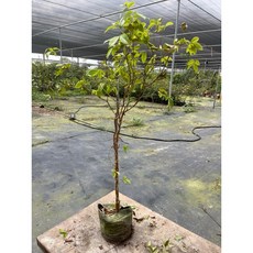 霏霏園藝 四季艾式卡樹葡萄盆栽，一年生果樹，高150公分，皮薄味甜, 1個, 高70-80公分400元