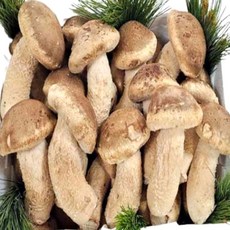 농가직송 송향 송화버섯 무농약 친환경, 1박스, 정품 1kg