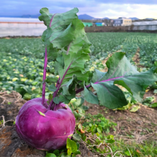 [농장직송] 제주에서 직접 농사지은 최상품 품종 콜라비, 1개, 10kg
