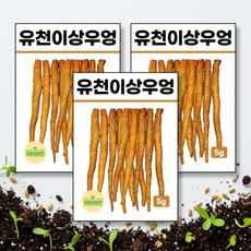 유천이상우엉 씨앗 종자 5g, 3개