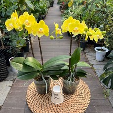 무배행사 1+1 망고 호접란 쌍대 노란꽃 서양란 화초 난초 광명IC화훼유통, 1세트