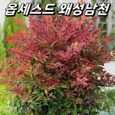 옵세스드 신품종 왜성남천(미니남천) 포트묘 노지월동 조경수, 1개, P14포트묘(H20~25cm)