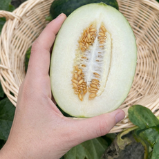 [시즌한정] 고당도 제철농산물 산지직송 파파야메론, 1개, 1kg