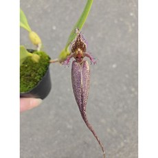 黑壁虎豆蘭/Bulb romyi/花很長/容易栽培很適合初學者/蝴蝶蘭環境即可/2.5吋