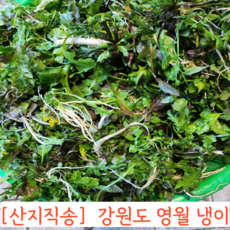 국내산 강원도 영월 노지 냉이, 1개, 1kg