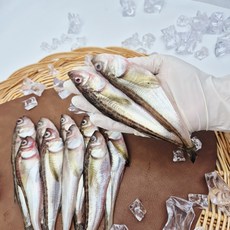 자연산 도루묵 동해안 제철 알배기, 1개, 도루묵 500g