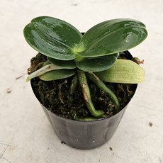 대엽풍란 2+2 동양란 키우기쉬운난 풍란 아비가든, 10개