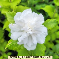 겹무궁화백설방 겹꽃 무궁화 4치포트 묘목 무궁화나무 묘목 정원조경 여름꽃나무 노지월동 (같이가치농원), 1개