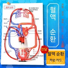 혈액 순환 모델 생물학적 실험 장비 교육 인체 해부학 심혈관 정맥 동맥
