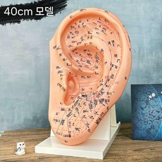 귀혈점 귀모형 대형 혈점 지압점 교육용 연습 훈련 23cm 40cm, B. 40cm 교육용