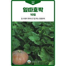 잎따 호박 씨앗 10립 수량이 뛰어난 잎 따는 전용 호박씨 종자, 1개