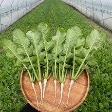 청년농장 포천 어린 열무 얼갈이 배추 2kg+2kg세트 당일수확, 1, 열무2kg+얼갈이2kg