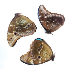 蟲新發現 蝴蝶標本A1 大美藍摩爾弗蝶 大藍閃蝶 展翅 14CM 秘魯產, 未展翅乾貨