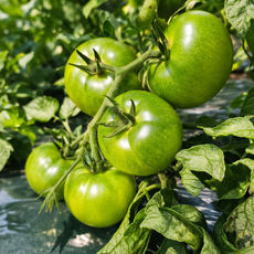 [마지막특가] 국내산 신선 짭짤이토마토 대저토마토, 1개, 2.5kg (혼합과)