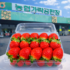 [하이과일 딸기] 가락시장 고당도 설향 딸기 직접 선별, 1박스, 430g
