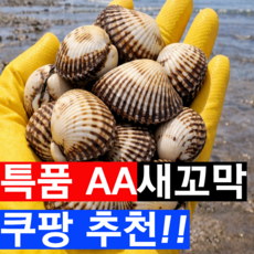 [초대박깜짝특가] 특등급A급 벌교 꼬막 새꼬막, 1박스, 2kg(특등급)