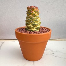 농장직송 산아래 다육이 생명력최고 키우기쉬운 공기정화 전자파차단 하월시아 리치아이금 다육 식물 선인장, 1개, 럭셔리