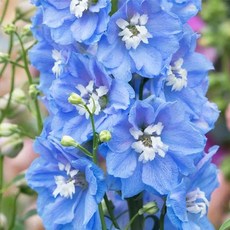 어린모종 델피니움 8cm분, 매직파운틴 스카이블루화이트비, 1개