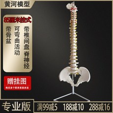 인체 척추 모형 해부학 모델 과학실 교육용 실습 병원용 85cm골반+척추 대퇴골, 85cm(골반)