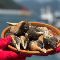 [통영직송] 자연산 제철 생물 특대 참소라 뿔소라 삐뚤이소라 털소라 촛대고둥 손질 모음, 1개, 털소라(손질) 150g