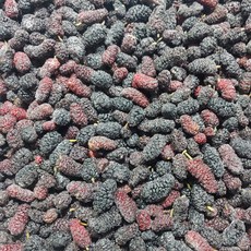 백운팜 기획상품 오디 (급냉) 10kg 햇오디 씻을필요 없는 편리한 생과 3차선별 에어세척, 1개