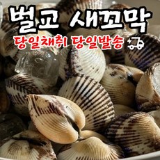 싱싱통통 벌교 새꼬막 당일채취 당일발송, 1박스, 1kg