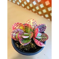 팅커벨 호접무금