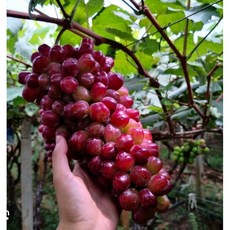 霏霏園藝 浪漫紅顏葡萄樹苗, 1個