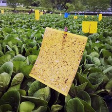 초파리 끈끈이 야외용 벌 날벌레 제거 해충 퇴치기, 초파리트랩10p