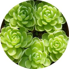 벌레잡이제비꽃/ butter wort/식충식물/에셀리아나/모라넨시스/특수식물/학습식물, 모라넨시스, 1개