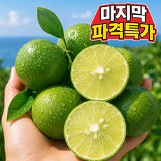 [작년완판특가] 26년햇제주 청귤 풋귤 로얄과, 1박스, 2kg