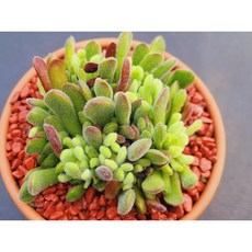 다육식물 퓨베센스 토분에 심은 다육이 분갈이 필요없는 다육화분 반려식물 식집사 홈가드닝 카페 사무실 소품 장식품 공기정화식물 화분째 배송합니다. 로뎀다육
