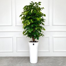 에코플랜트(서랍형받침증정+리본+당일배송) 금전수 개업 사무실 이전 병원 개원 식당 개업식 축하 화분, 8.반짝반짝 녹보수, 1개