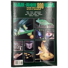 現貨 龍爵士水族 爬蟲類兩棲類圖鑑書籍：收錄800種生物，專業詳盡解說，生態知識學習首選, 千石正一,編著長坂拓也