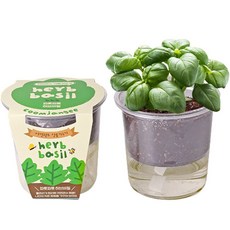 허브화분 바질키우기 DIY키트 dailycojan*0601059901EA