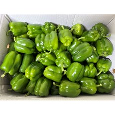 백광농장 국내산 청피망(상) 1kg 3kg 5kg 10kg, 1개