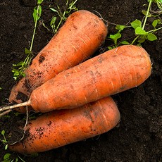 당근1kg(중)_공급, AI_01 당근1kg(중)_공급