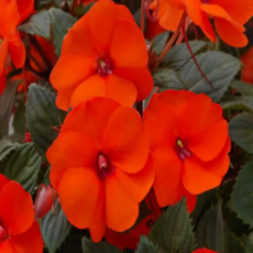 산파첸스 '오렌지' [1포트] (복남이네야생화 SunPatiens Orange 서양봉선화), 1개
