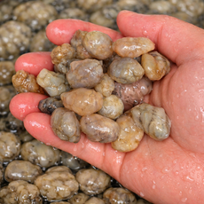 국내산 남해안 제철 오만둥이 오만디, 1개, 3kg