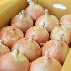 국내산 햇양파, 1박스, 2kg (중)
