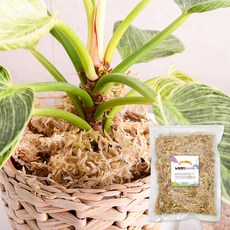 SKFARM 풍란 호접란 토피어리용 4A 뉴질랜드 수태 50g, 1개