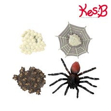 캐스비 네이처 성장과정피규어거미, 상세 설명 참조