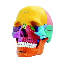 두개골 뇌모형 해부 모델 형광두골 색상 교육용 교육 3D 해골, A. 1 1 개의 컬러 두개골이 분리 될