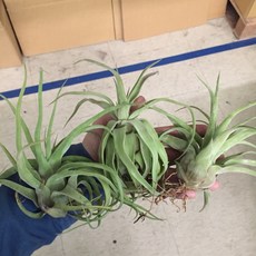 空氣鳳梨 Tillandsia Streptophylla, 1個