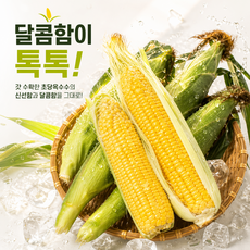 [당일수확출고] 다이어트 최고간식 산지직송 초당옥수수, 10개, 특품