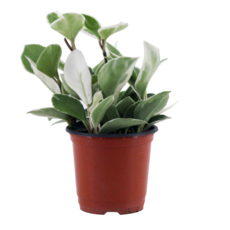 감동샵 호야, 1개